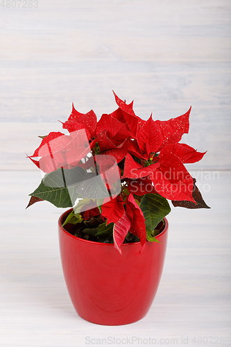 Image of christmas flower red Poinsettia