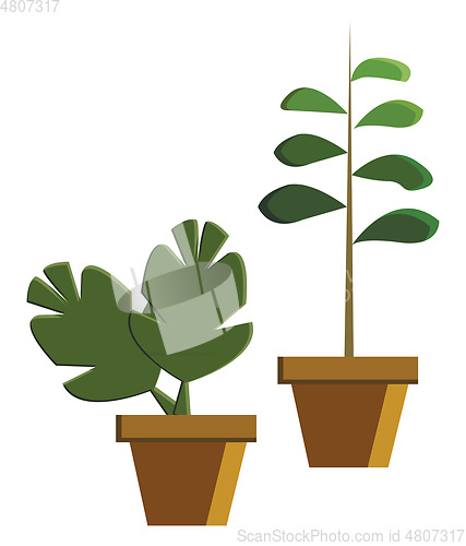 Image of Two potted plant vector or color illustration