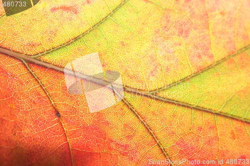 Image of leaf background
