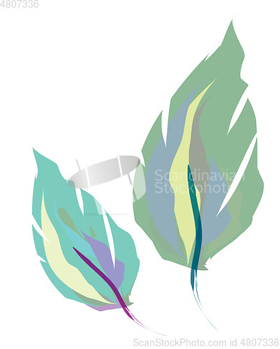 Image of Two leaf shape feather vector or color illustration