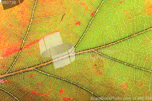 Image of leaf background