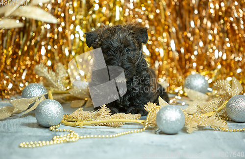 Image of Studio shot of scottish terrier puppies on golden colored studio background