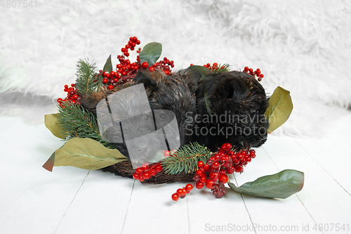 Image of Studio shot of scottish terrier puppy on white studio background