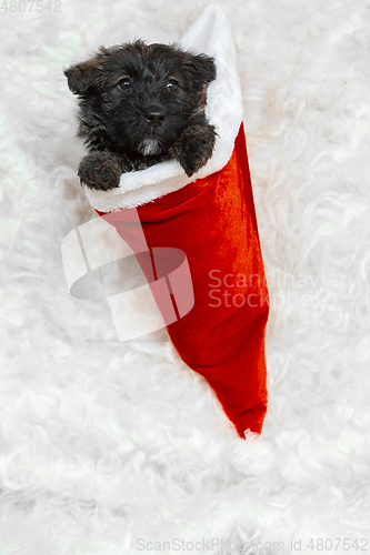 Image of Studio shot of scottish terrier puppy on white studio background