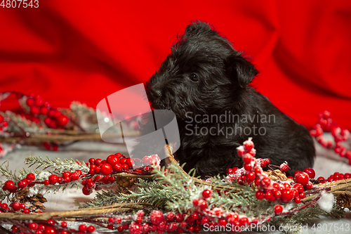 Image of Studio shot of scottish terrier puppy on red studio background