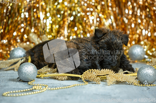 Image of Studio shot of scottish terrier puppies on golden colored studio background