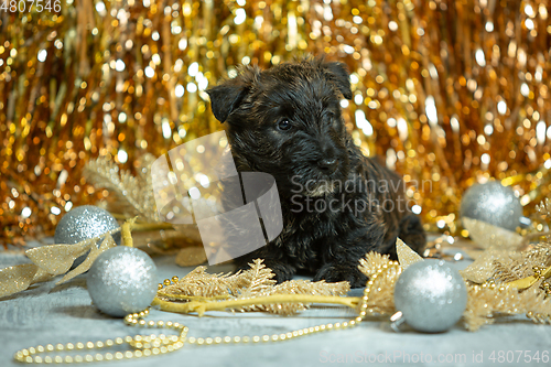 Image of Studio shot of scottish terrier puppies on golden colored studio background