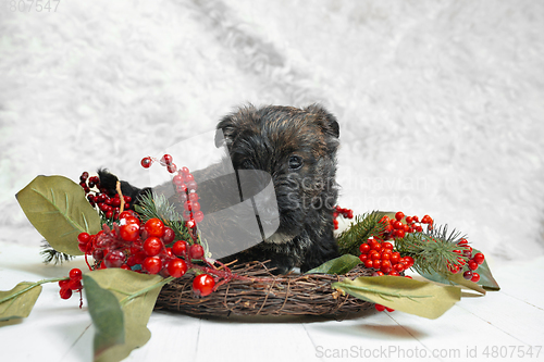 Image of Studio shot of scottish terrier puppy on white studio background
