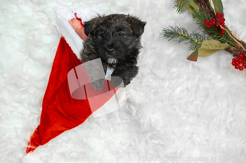 Image of Studio shot of scottish terrier puppy on white studio background