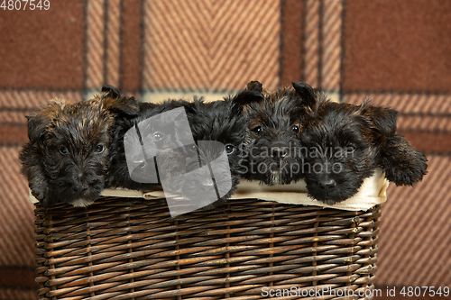 Image of Studio shot of scottish terrier puppies on braun studio background