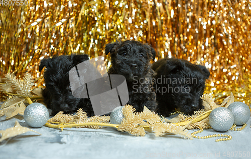 Image of Studio shot of scottish terrier puppies on golden colored studio background