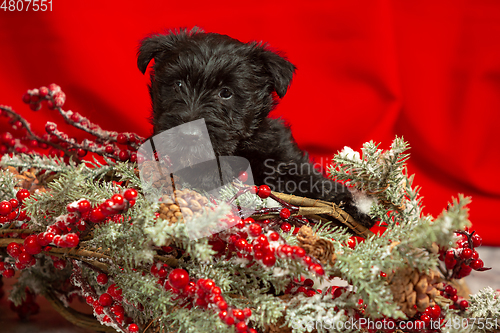 Image of Studio shot of scottish terrier puppy on red studio background