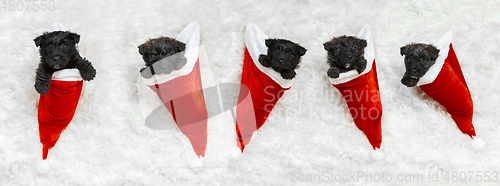 Image of Studio shot of scottish terrier puppies on white studio background