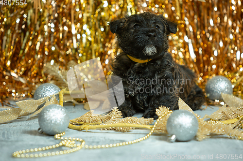 Image of Studio shot of scottish terrier puppies on golden colored studio background