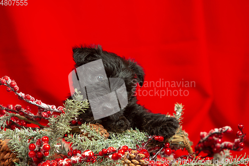 Image of Studio shot of scottish terrier puppy on red studio background