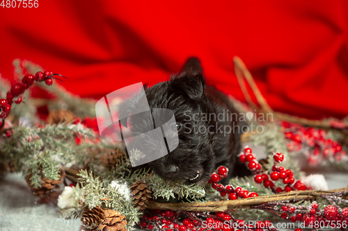 Image of Studio shot of scottish terrier puppy on red studio background