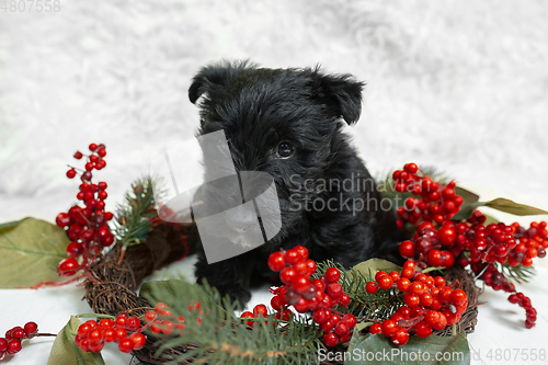 Image of Studio shot of scottish terrier puppy on white studio background