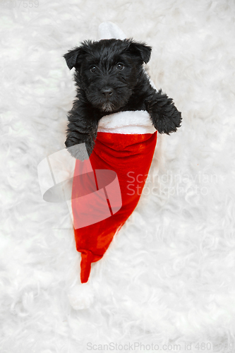 Image of Studio shot of scottish terrier puppy on white studio background