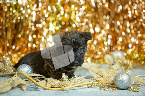 Image of Studio shot of scottish terrier puppies on golden colored studio background