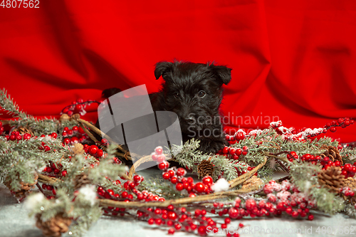 Image of Studio shot of scottish terrier puppy on red studio background