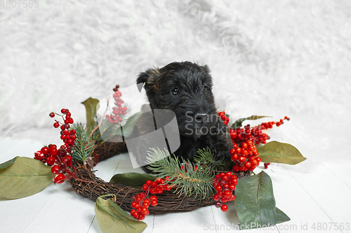 Image of Studio shot of scottish terrier puppy on white studio background