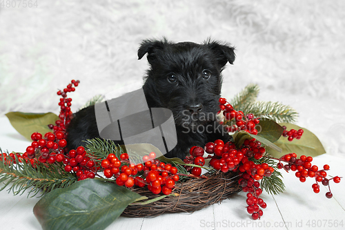 Image of Studio shot of scottish terrier puppy on white studio background