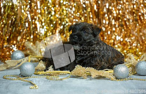Image of Studio shot of scottish terrier puppies on golden colored studio background