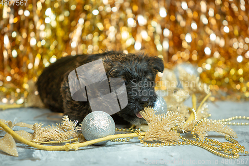 Image of Studio shot of scottish terrier puppies on golden colored studio background