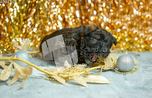 Image of Studio shot of scottish terrier puppies on golden colored studio background
