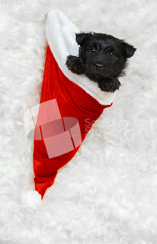 Image of Studio shot of scottish terrier puppy on white studio background