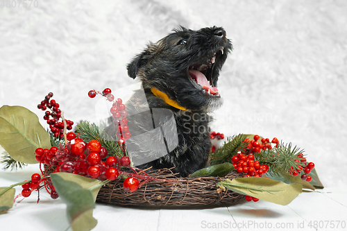 Image of Studio shot of scottish terrier puppy on white studio background