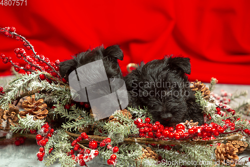 Image of Studio shot of scottish terrier puppies on red studio background