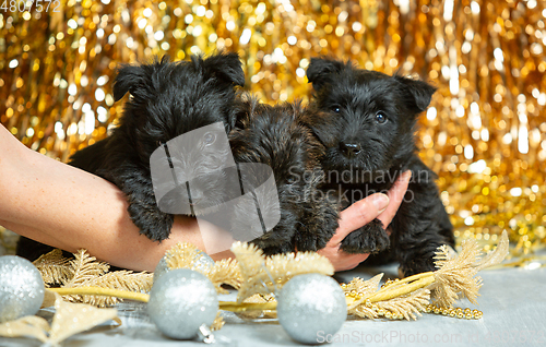 Image of Studio shot of scottish terrier puppies on golden colored studio background