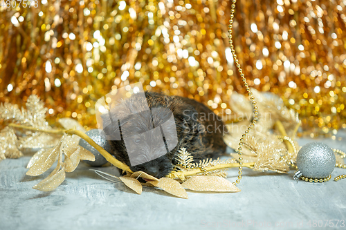 Image of Studio shot of scottish terrier puppies on golden colored studio background