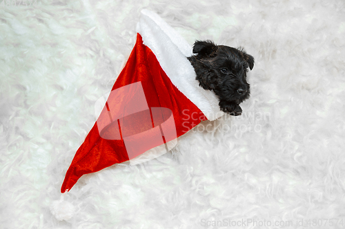 Image of Studio shot of scottish terrier puppy on white studio background