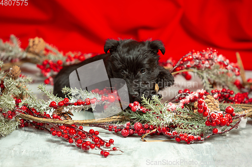 Image of Studio shot of scottish terrier puppy on red studio background