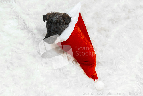 Image of Studio shot of scottish terrier puppy on white studio background