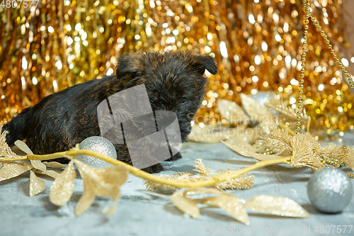 Image of Studio shot of scottish terrier puppies on golden colored studio background