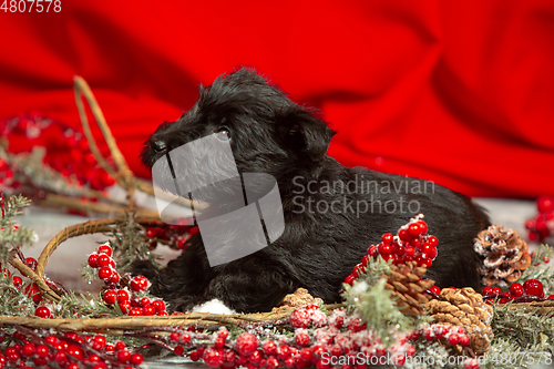 Image of Studio shot of scottish terrier puppy on red studio background