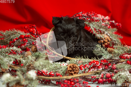 Image of Studio shot of scottish terrier puppy on red studio background