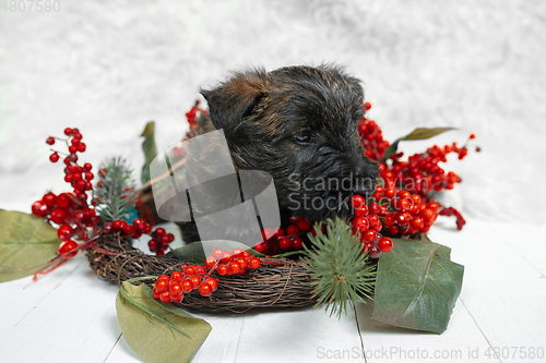 Image of Studio shot of scottish terrier puppy on white studio background