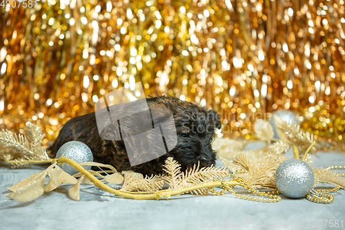 Image of Studio shot of scottish terrier puppies on golden colored studio background