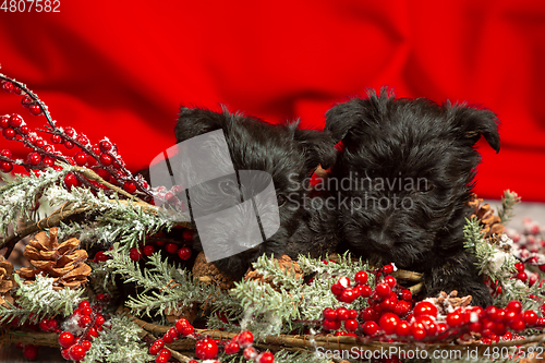 Image of Studio shot of scottish terrier puppies on red studio background