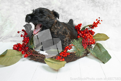 Image of Studio shot of scottish terrier puppy on white studio background