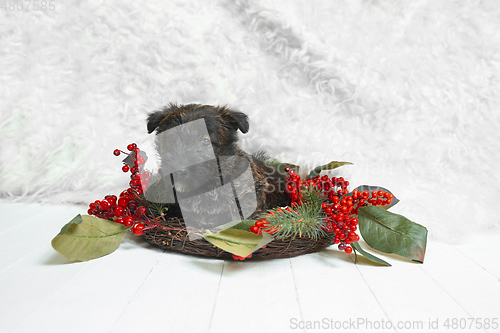 Image of Studio shot of scottish terrier puppy on white studio background