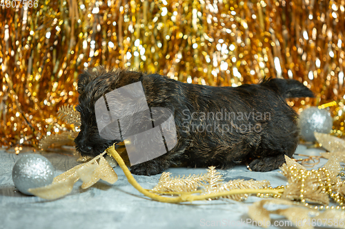 Image of Studio shot of scottish terrier puppies on golden colored studio background