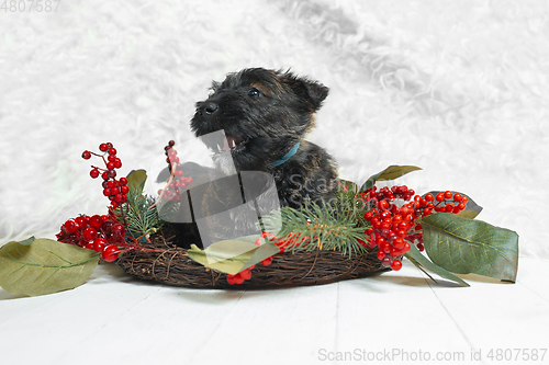 Image of Studio shot of scottish terrier puppy on white studio background