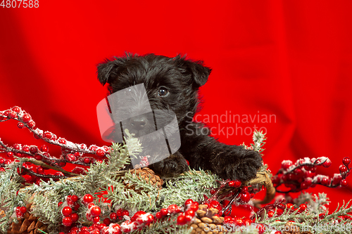 Image of Studio shot of scottish terrier puppy on red studio background