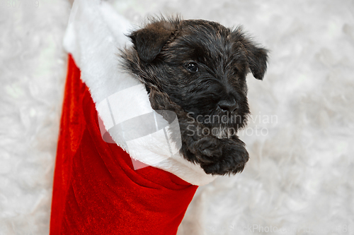 Image of Studio shot of scottish terrier puppy on white studio background