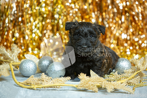 Image of Studio shot of scottish terrier puppies on golden colored studio background